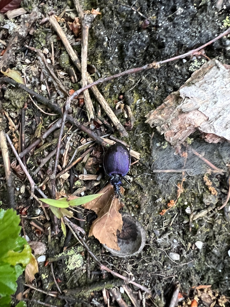 Bereft Snaileating Beetle in June 2023 by Kyle Klotz · iNaturalist