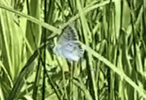 iNaturalist observation photo of Greenish Blue