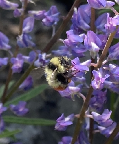 iNaturalist observation photo of Great Basin Bumble Bee