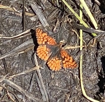 iNaturalist observation photo of Northern Checkerspot