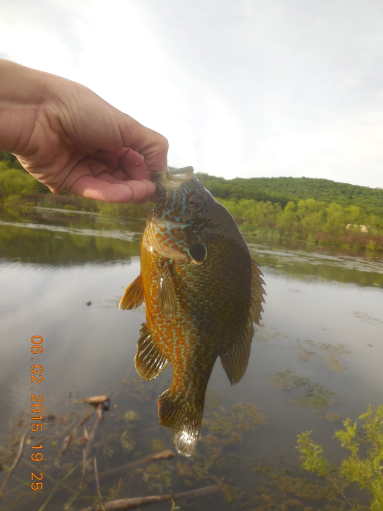 Pumpkinseed × Green Sunfish from Venango County, PA, USA on June 2 ...