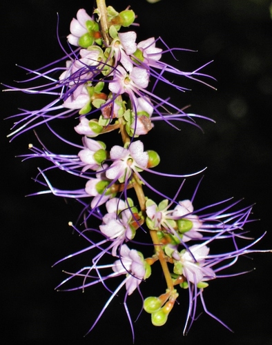 Hirtella racemosa