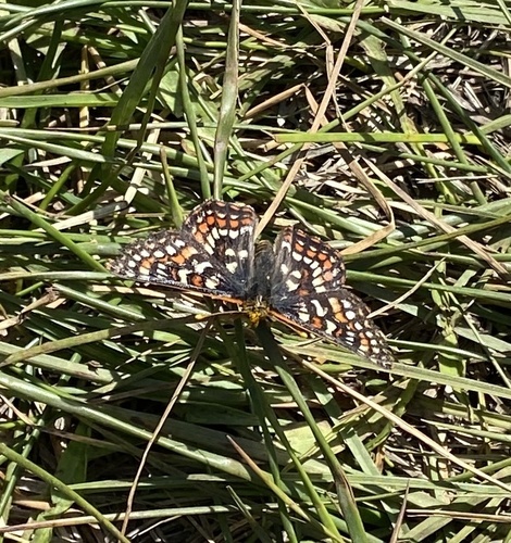 iNaturalist observation photo of Edith's Checkerspot