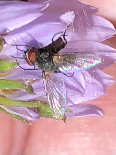 iNaturalist observation photo of Muscoid Flies