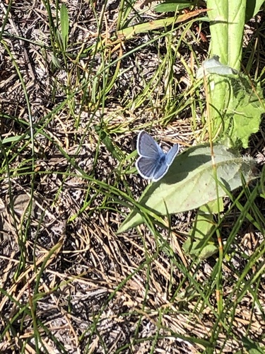 iNaturalist observation photo of Icaricia