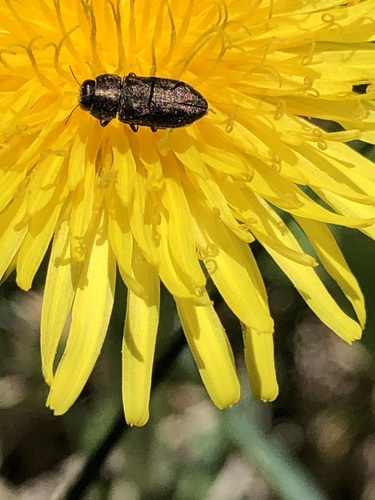 iNaturalist observation photo of Anthaxia