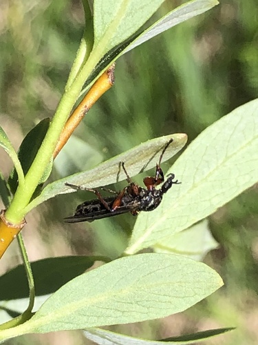 iNaturalist observation photo of March Flies