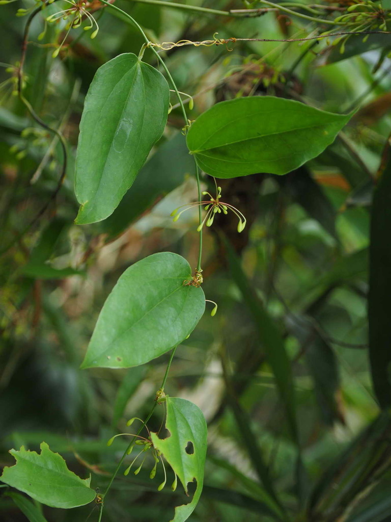 Smilax bockii (Smilax bockii)