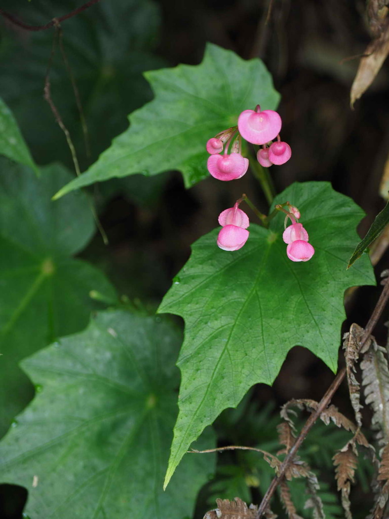 Begonia formosana · NaturaLista Mexico