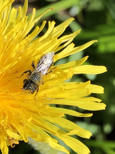 iNaturalist observation photo of Osmiini