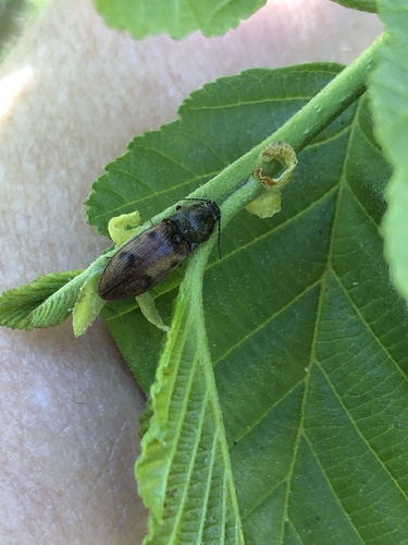 iNaturalist observation photo of Click Beetles