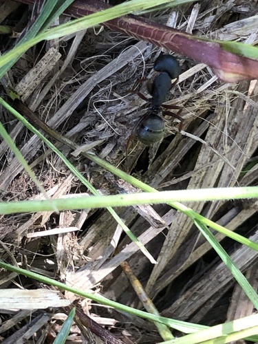 iNaturalist observation photo of Western Black Carpenter Ant