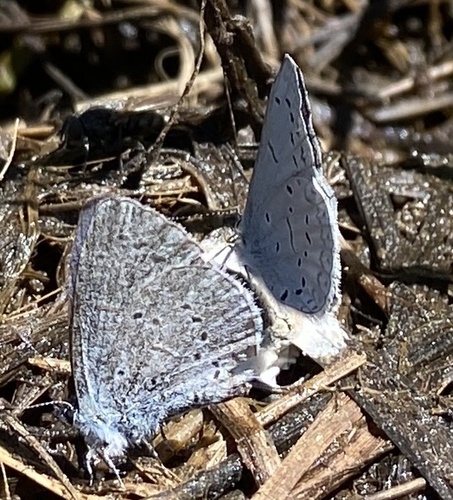 iNaturalist observation photo of Echo Azure