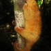 Thomas's Silky Anteater - Photo (c) Marcos Silveira, all rights reserved, uploaded by Marcos Silveira
