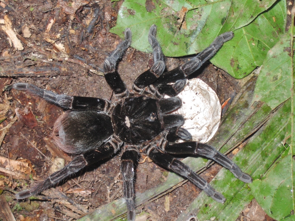 Pamphobeteus crassifemur from Tarauacá AC, Brasil on June 17, 2006 by