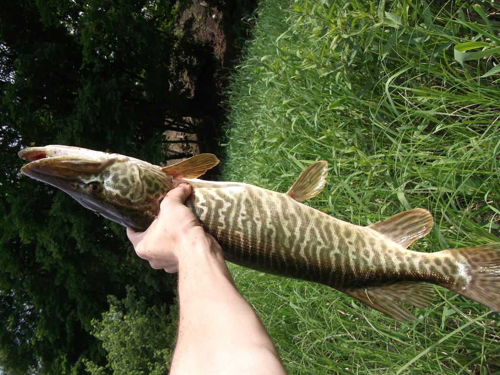 Tiger muskellunge - Wikipedia