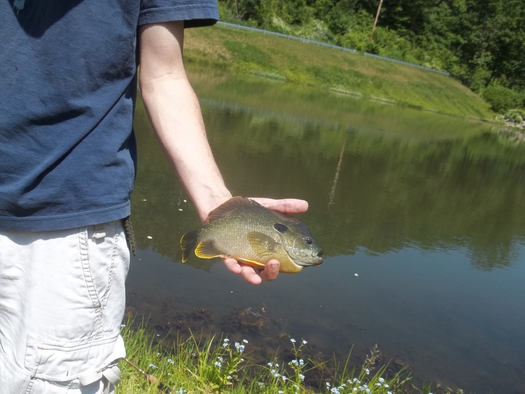 Greengill Sunfish from Oil City, PA 16301, USA on June 6, 2013 by ...