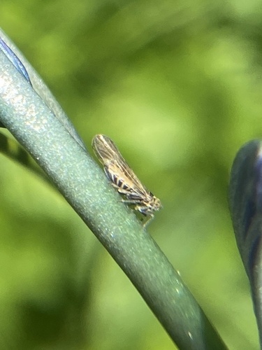 iNaturalist observation photo of True Bugs, Hoppers, Aphids, and allies