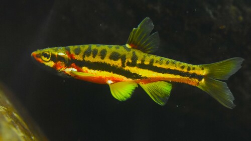 Mountain Redbelly Dace