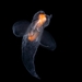 Naked Sea Butterfly - Photo (c) Jackson W.F. Chu, all rights reserved, uploaded by Jackson W.F. Chu