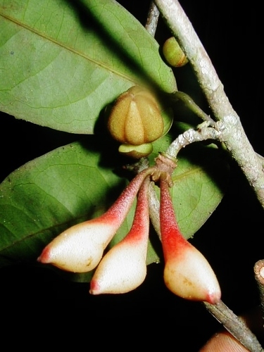 Anaxagorea