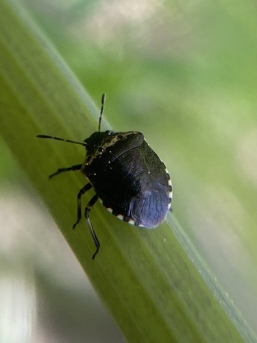iNaturalist observation photo of Cosmopepla uhleri