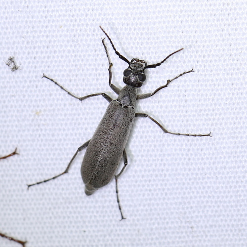 Epicauta arizonica Werner, 1944