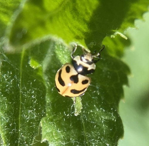 iNaturalist observation photo of Three-banded Lady Beetle