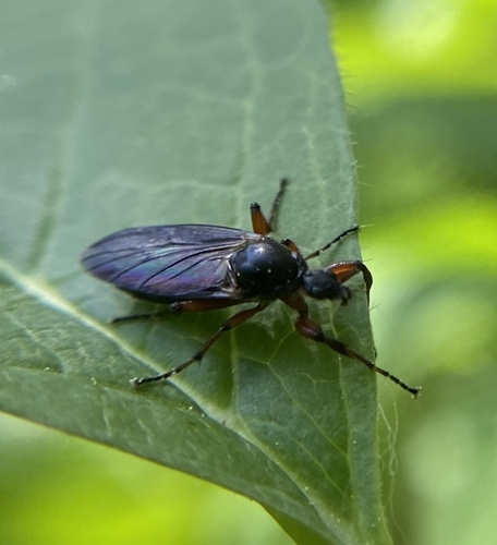 iNaturalist observation photo of Bibio