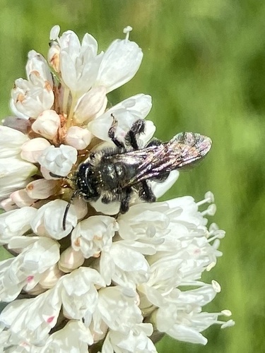 iNaturalist observation photo of Bees