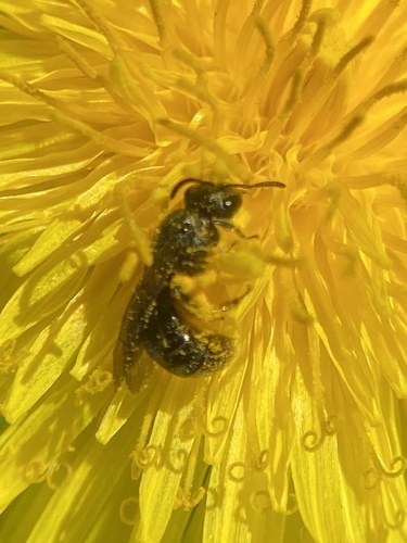 iNaturalist observation photo of Metallic Sweat Bees