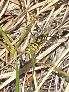 iNaturalist observation photo of Ground Yellowjackets