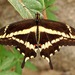 Straight-banded Swallowtail - Photo (c) Ruben Guzman P., all rights reserved, uploaded by Ruben Guzman P.