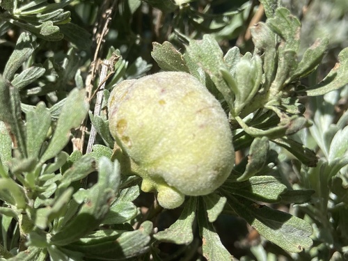 iNaturalist observation photo of Sponge Gall Midge