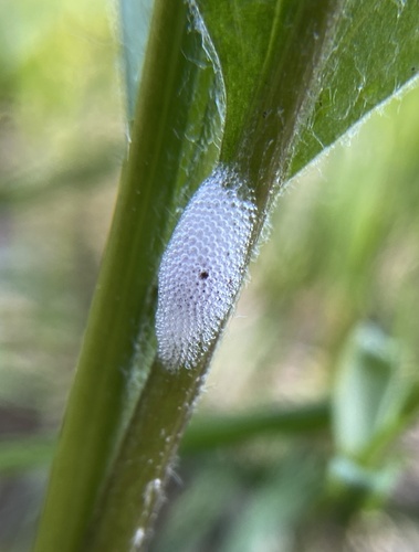 iNaturalist observation photo of True Spittlebugs