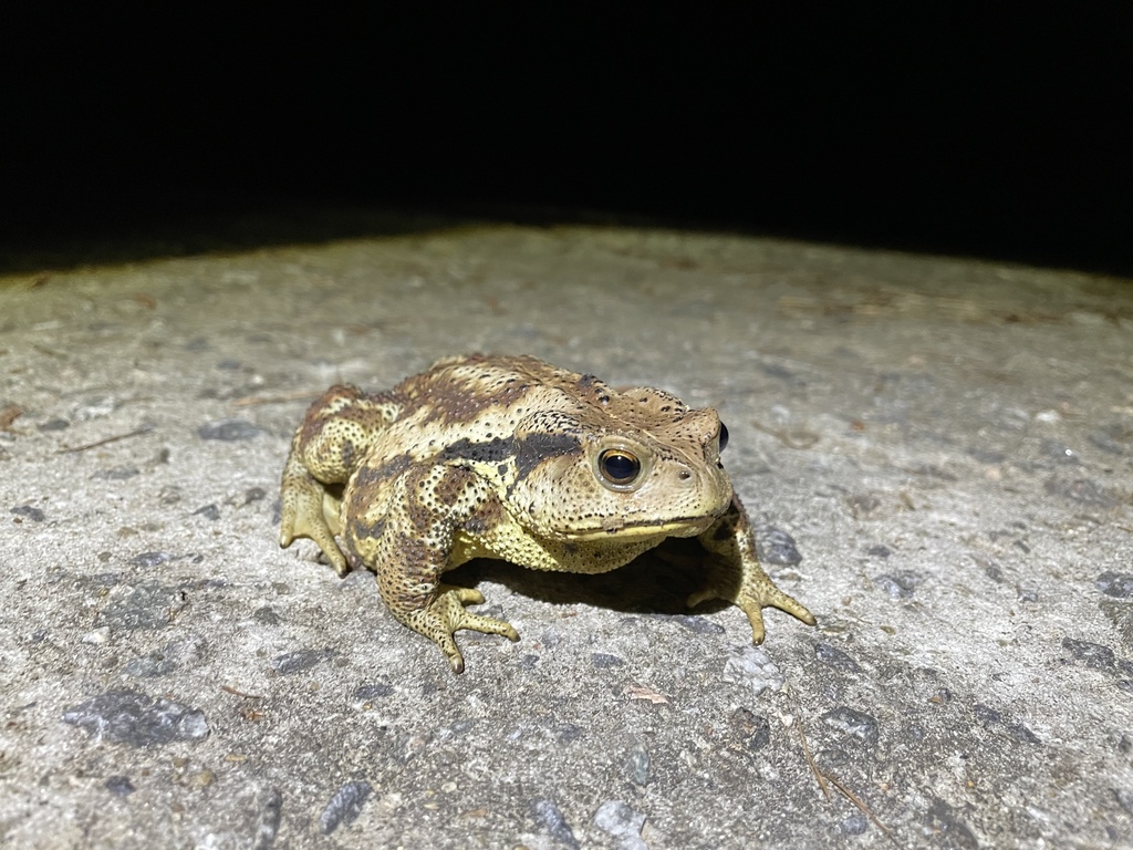 두꺼비 from 천마산로14번길, 남양주시, 경기도, KR on... at 09:30 오후 by Wonwoong Kim · iNaturalist 두꺼비 (Bufo sachalinensis)