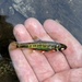 Danubian Minnow - Photo (c) Mark Schwalm, all rights reserved, uploaded by Mark Schwalm