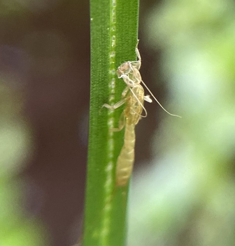 iNaturalist observation photo of Stoneflies