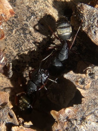 iNaturalist observation photo of Western Black Carpenter Ant