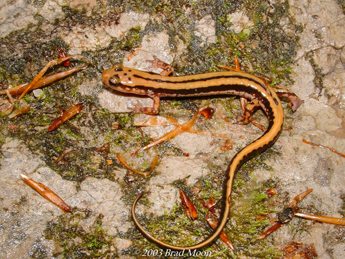 Three-lined Salamander