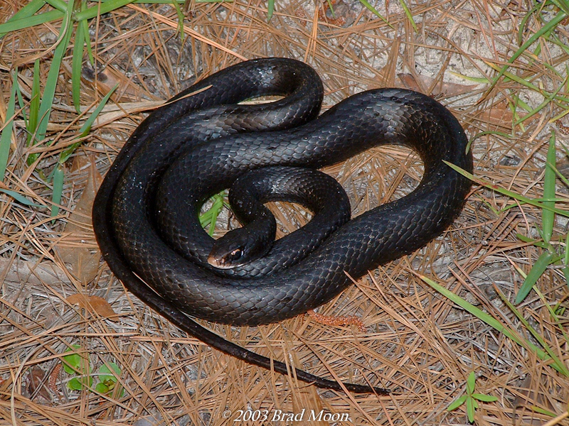 Southern Black Racer (Subspecies Coluber constrictor priapus Southern Black Racer (Subspecies Coluber constrictor priapus