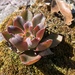 Echeveria roseiflora - Photo (c) Edgar Padilla, όλα τα δικαιώματα διατηρούνται, uploaded by Edgar Padilla