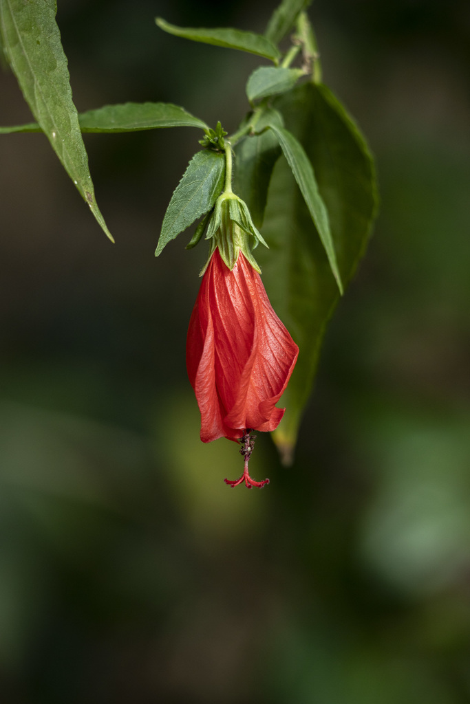 Sleeping hibiscus