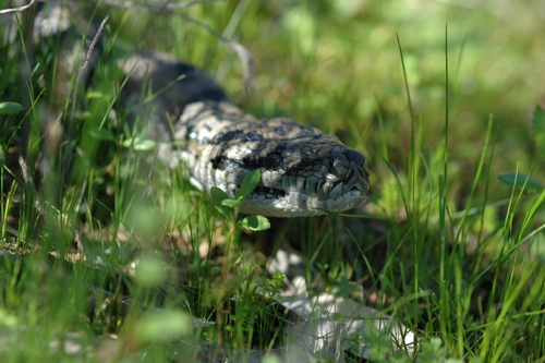 Inland Carpet Python sighting