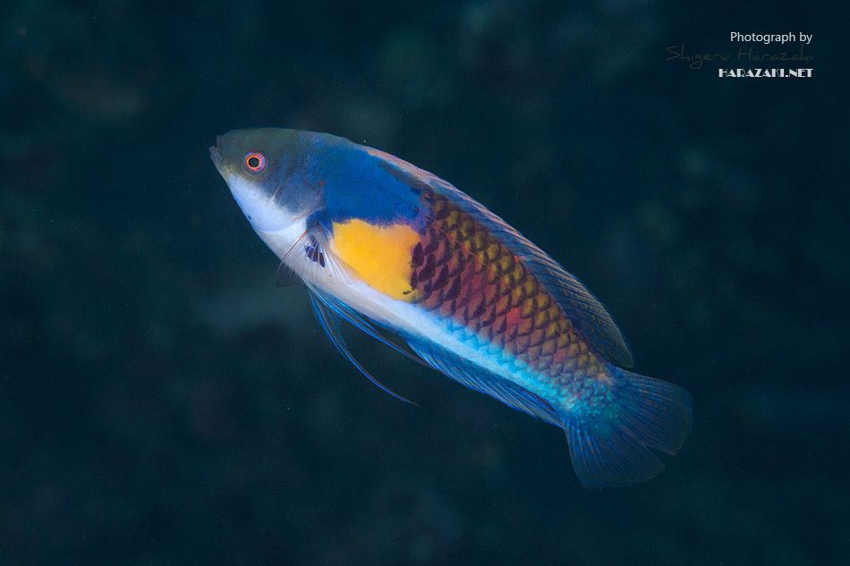 Wrasse - Yellow Flanked Fairy