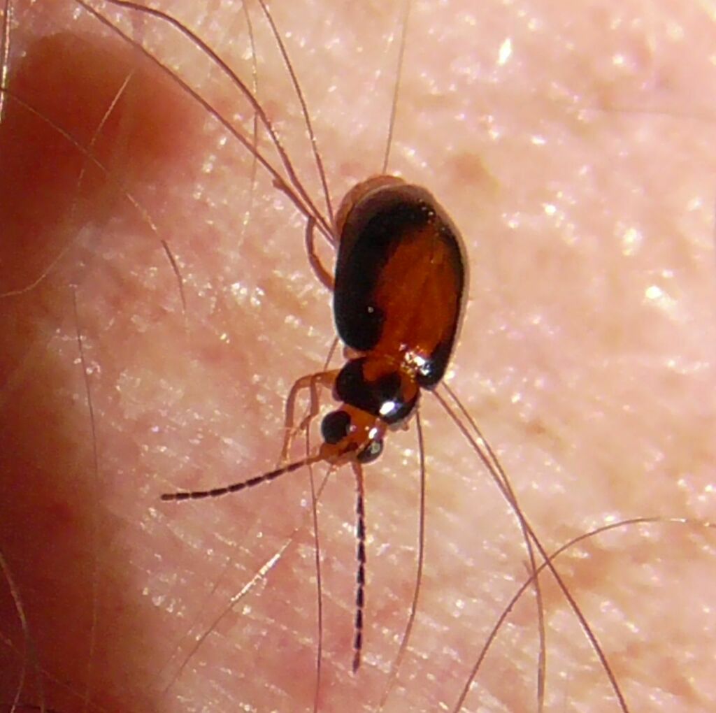 Monolepta medioflava from Watsonville QLD 4887, Australia on June 18