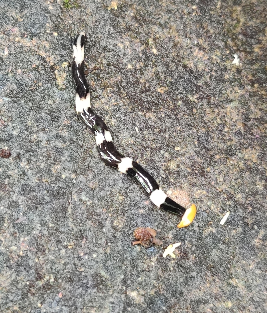 broadhead planarians from Dong Nai, Tân Phú, Đồng Nai, Вьетнам on June