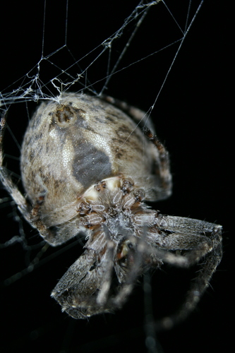 Larinioides ixobolus