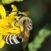 Colletes nigricans - Photo (c) Valter Jacinto, כל הזכויות שמורות