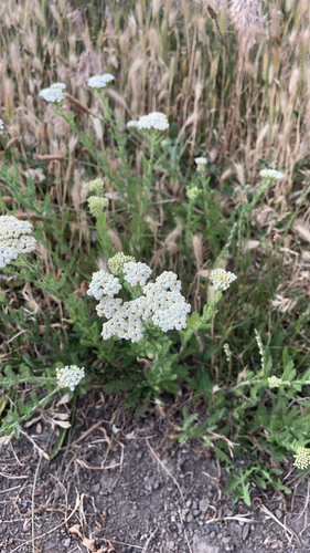 common yarrow